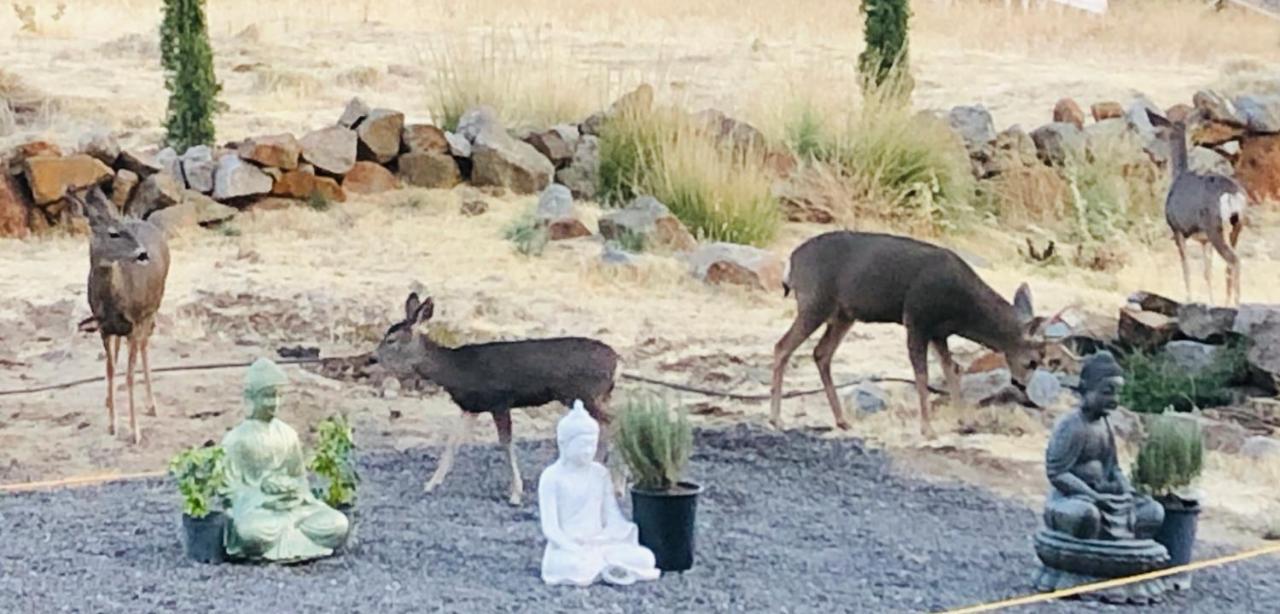 ג'וליאן Quiet Mind Mountain Lodge, Retreat & Spa מראה חיצוני תמונה